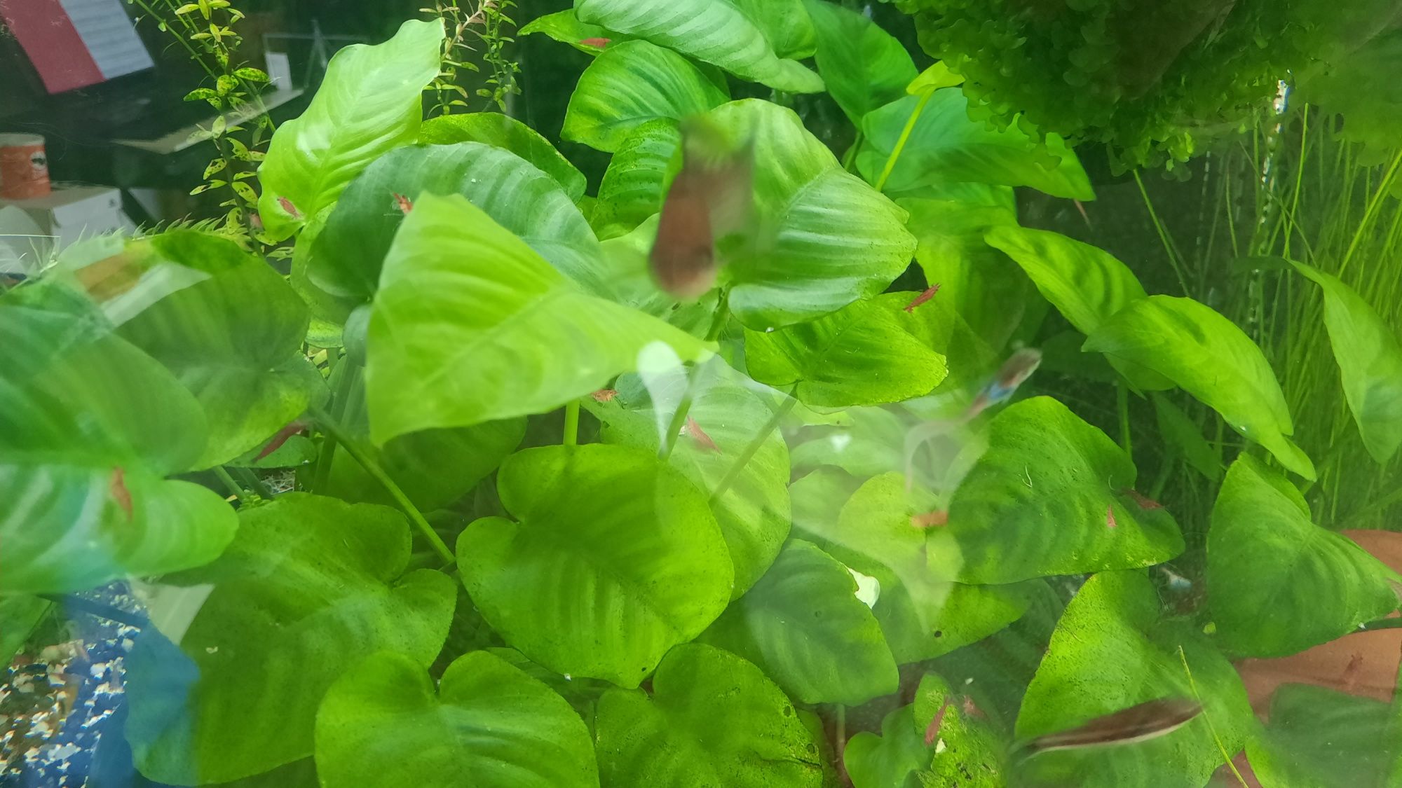 Poda de Anubia grande