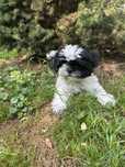 Szczeniaczek Shihtzu suczka