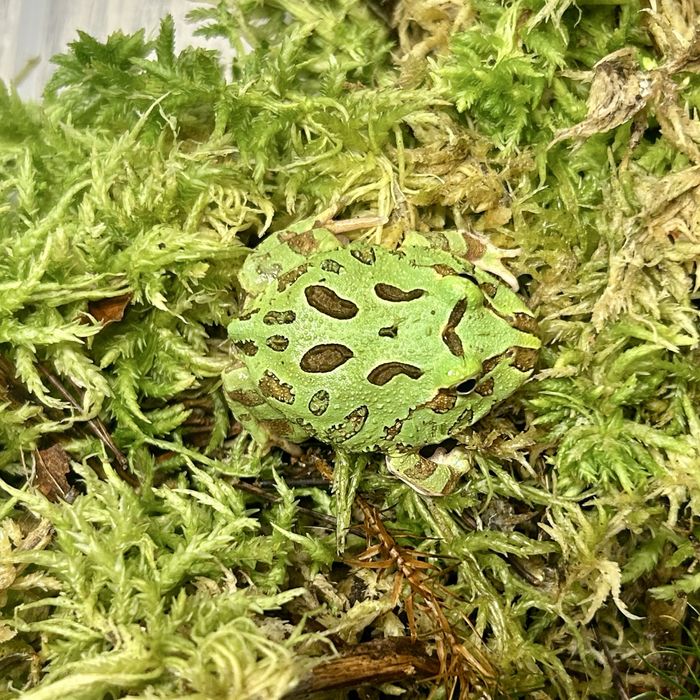 Zaba rogata Ceratophrys cranwelli mlode rozne ubarwienia