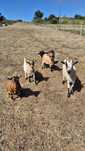 Cabras anãs fêmeas para venda