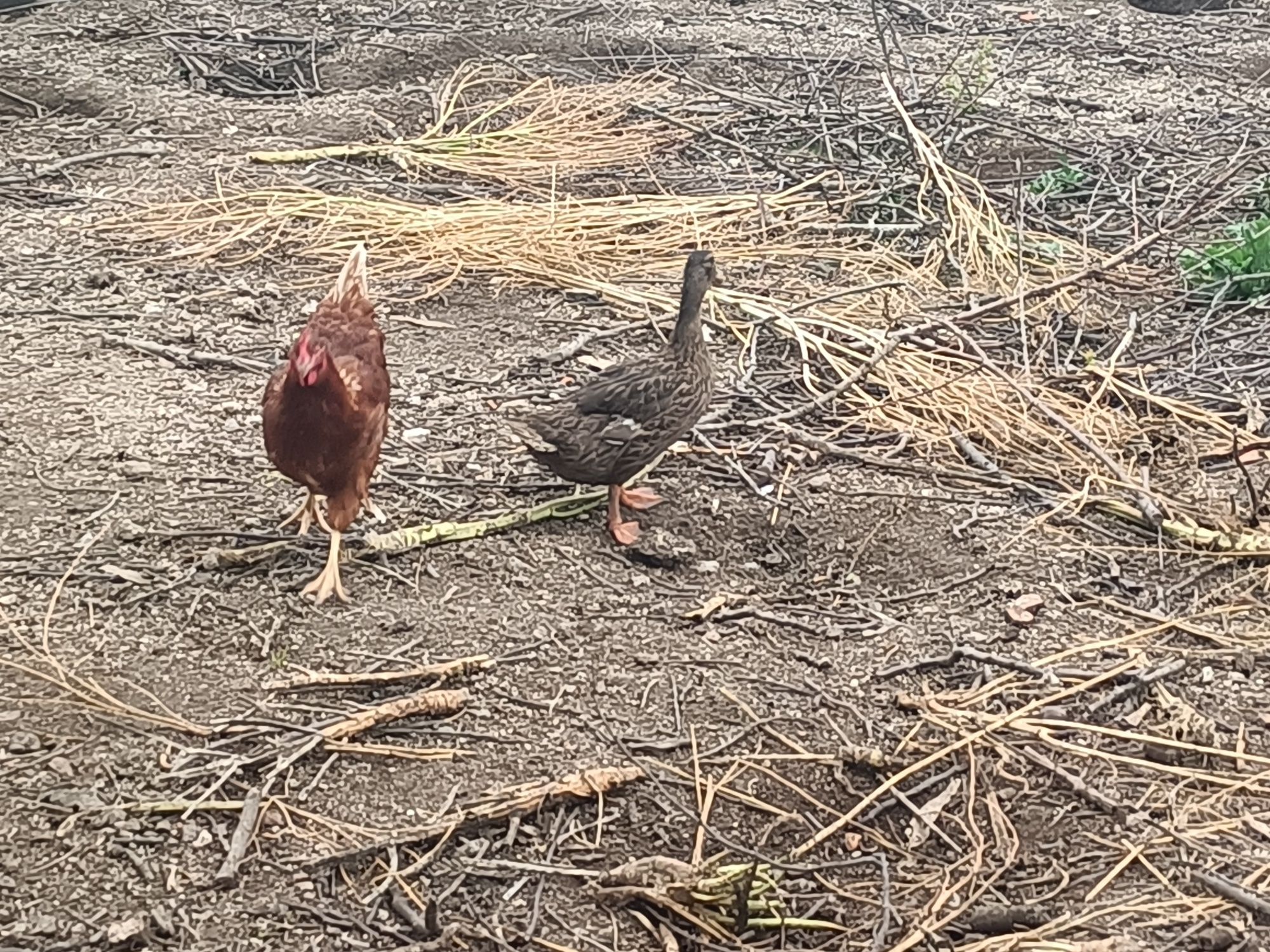 Patos reais - casal