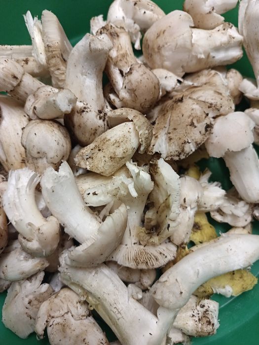 Venda de miscaros limpos