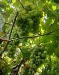 Vendo uvas brancas loureiro