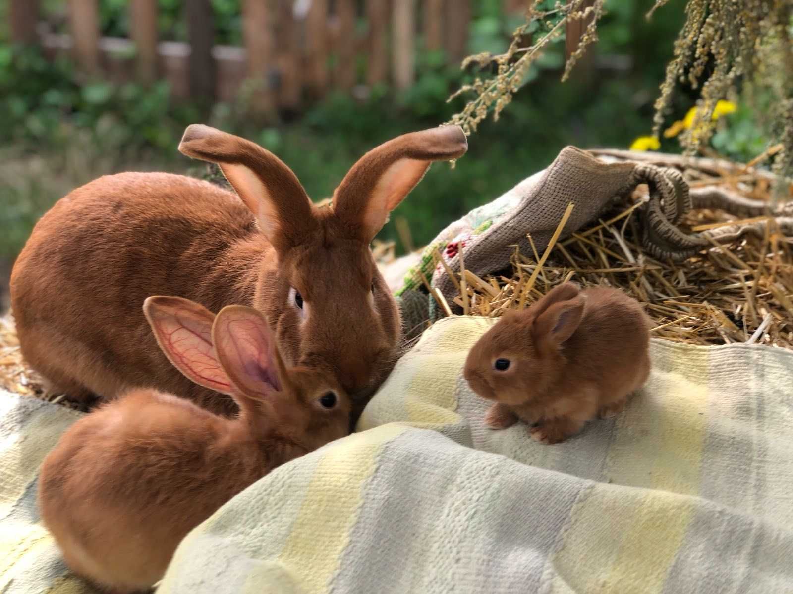 Кролики Бургундці
