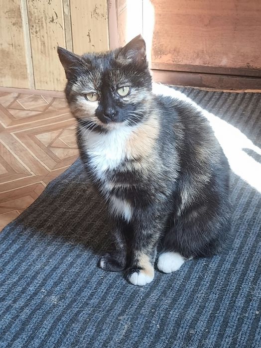 Трёх мастная кошка - котёнок.Отдам в добрые руки.