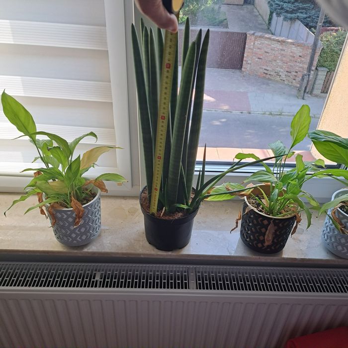 Sanseveria cylindrika wężową piękny okaz