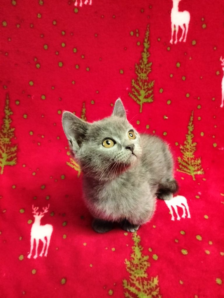 Котята породы Манчкин