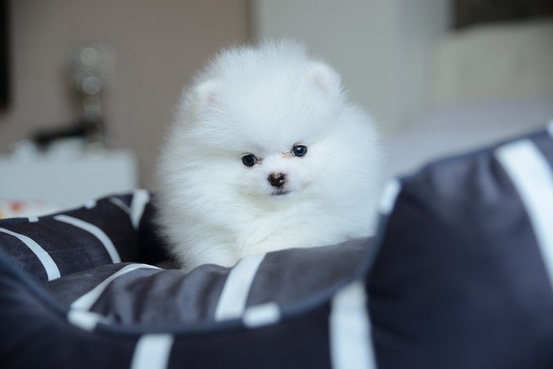 Pomeranian chłopak biały
