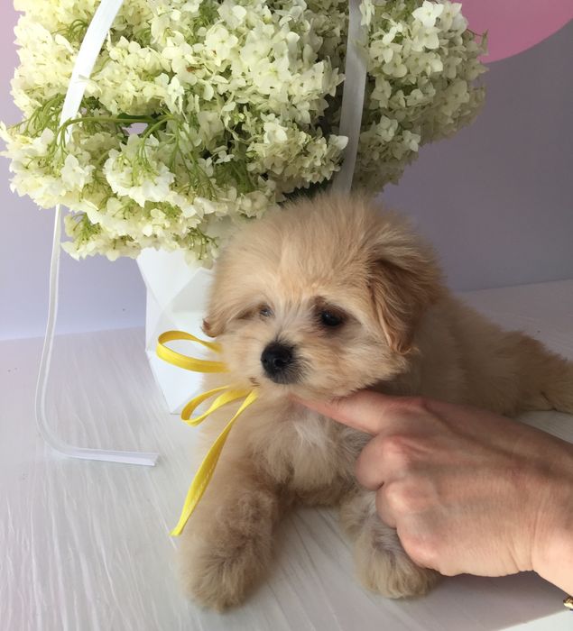 Помапу — Маленькі моделі для обіймів