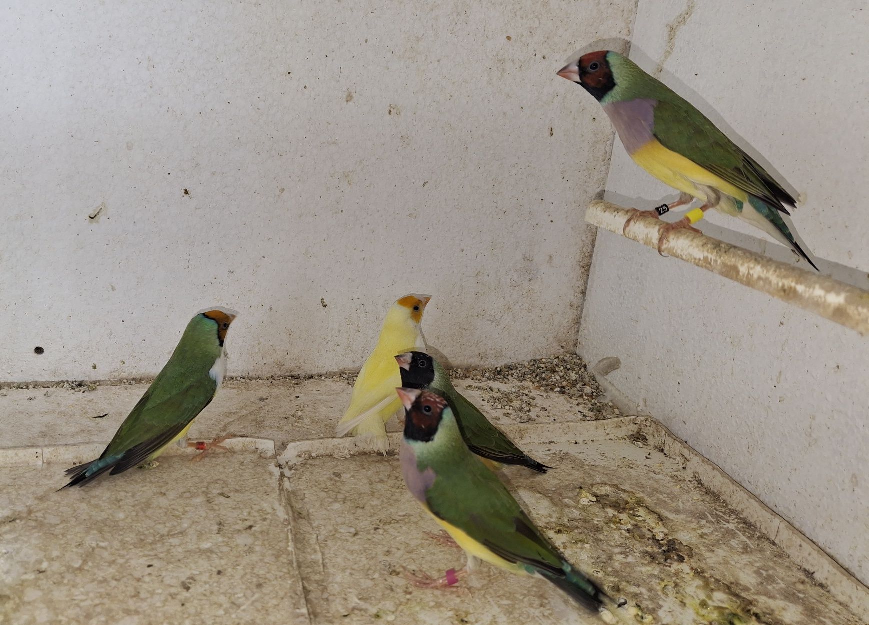 Diamantes de gould para cedência
