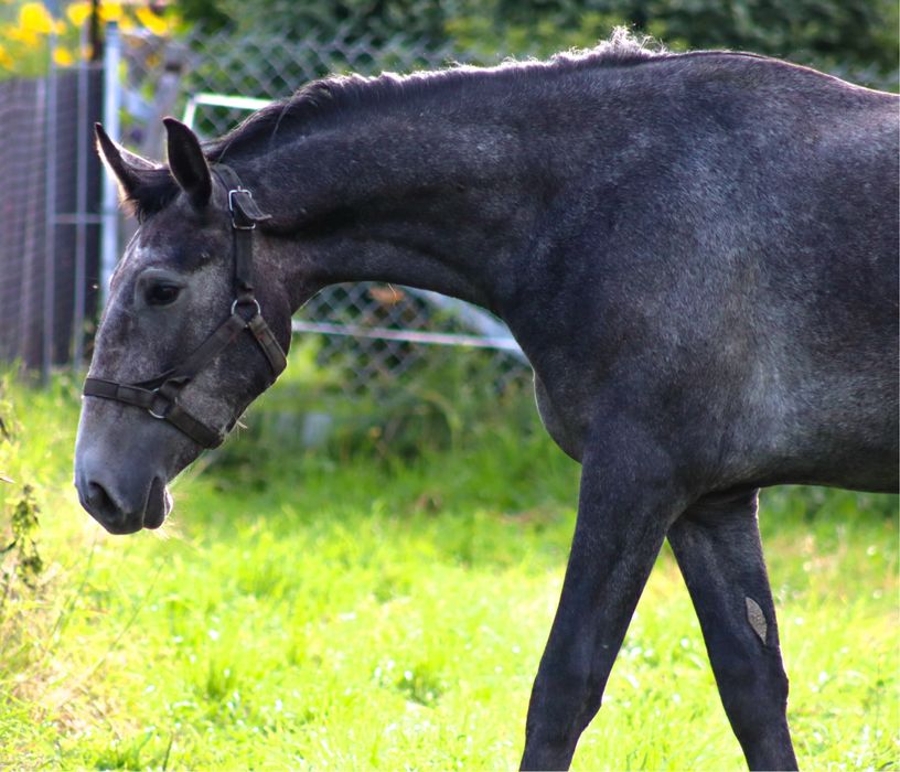 Siwa klacz sp ślązak/lipican