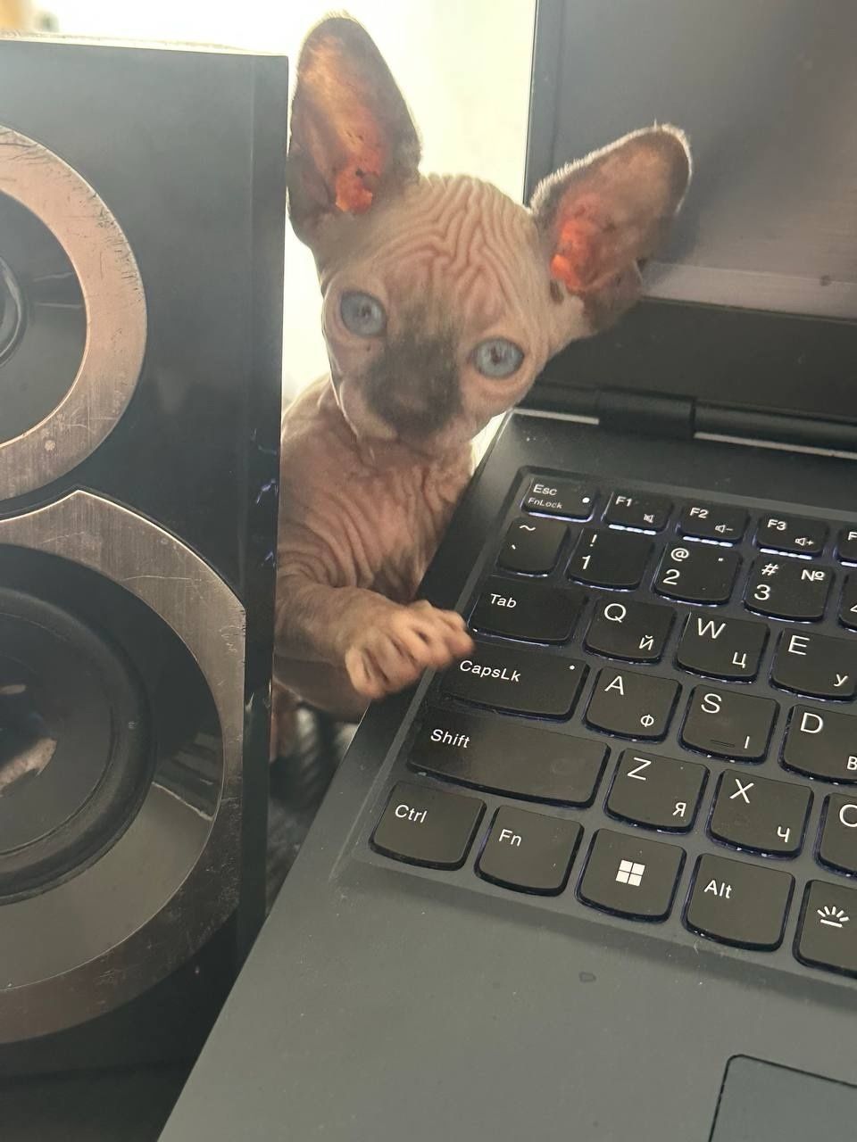 Котята канадский сфинкс