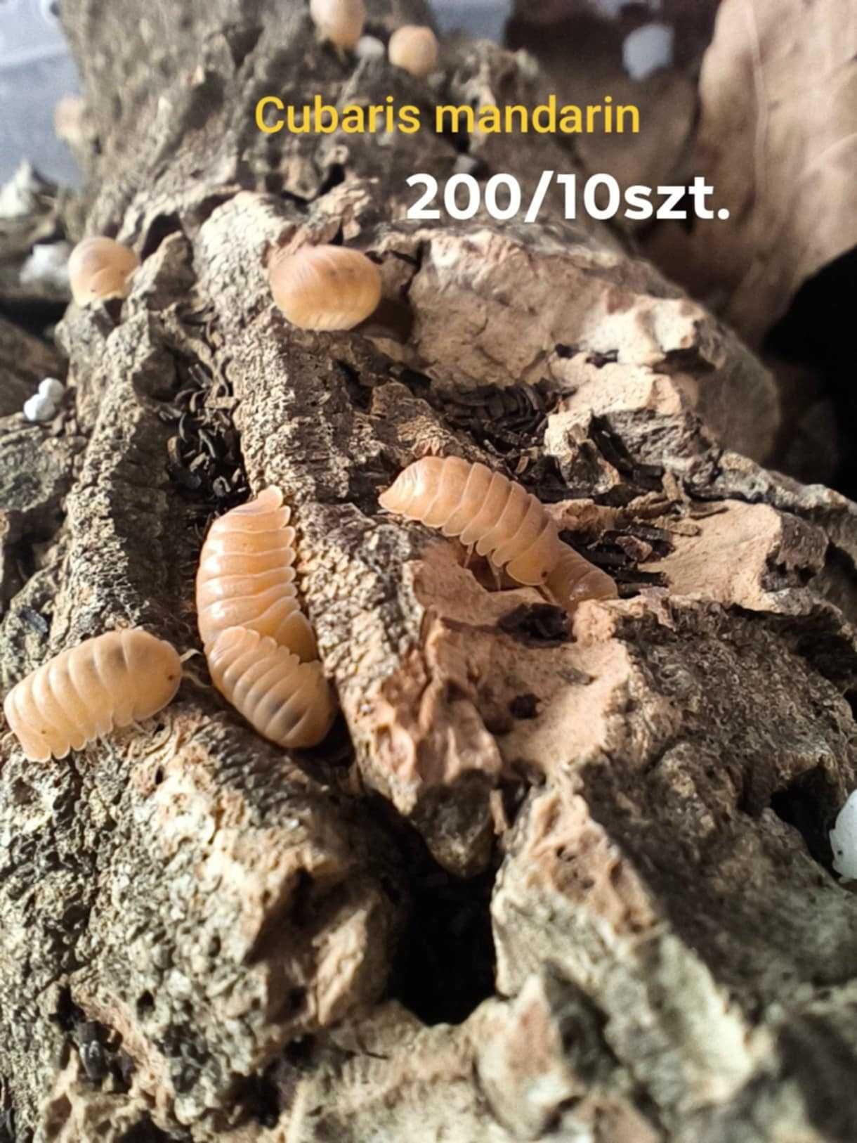 Isopody cubaris/armadillidium