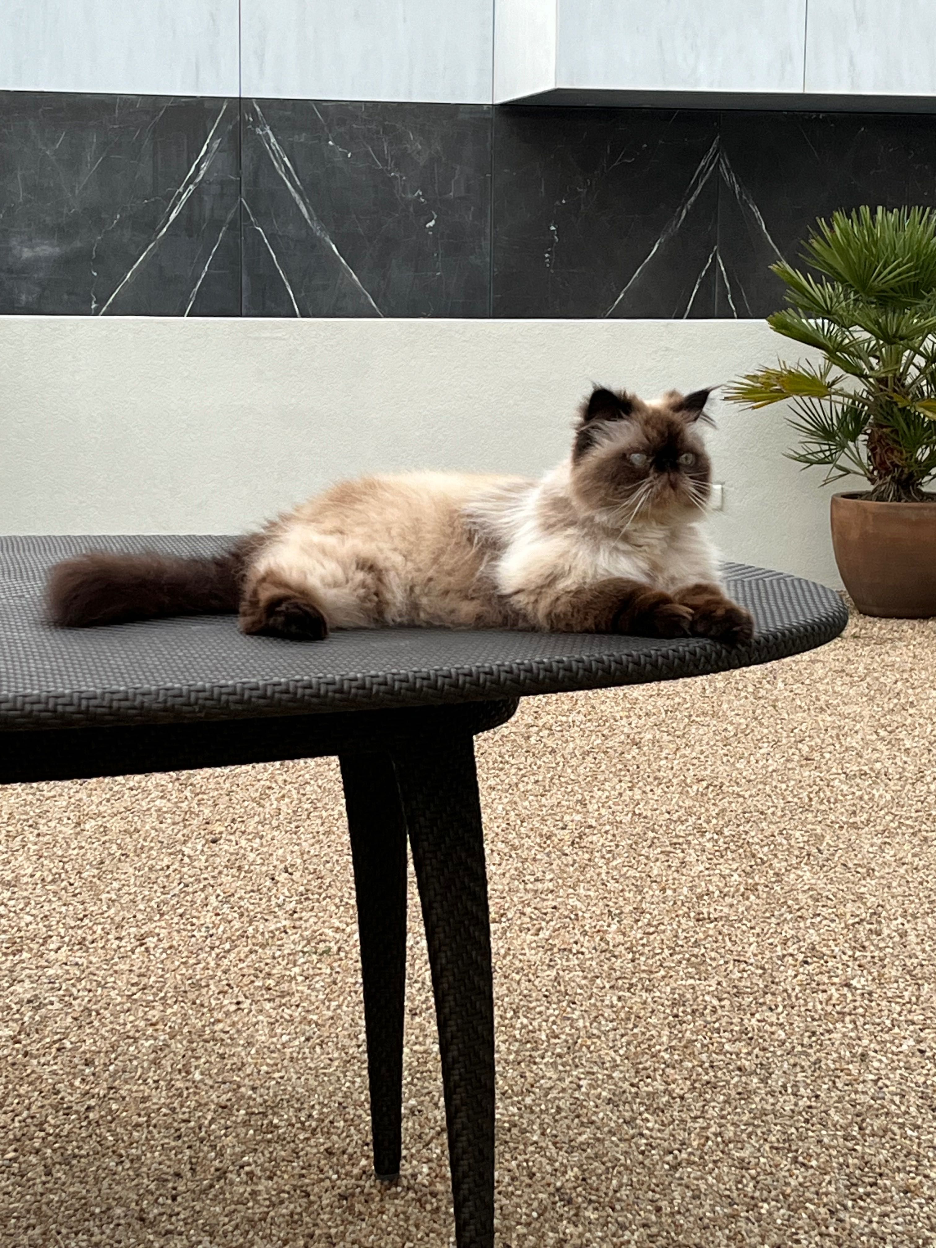 Gato Persa procura novo lar