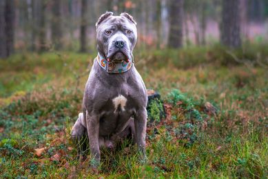 Amstaff- Pitbull - Amstaffy Niczyje Bazyl