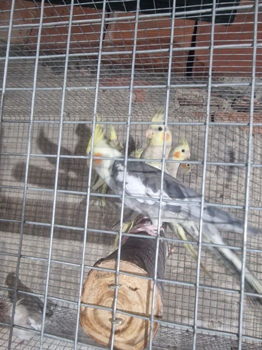 Caturras para criar a mao e adultas