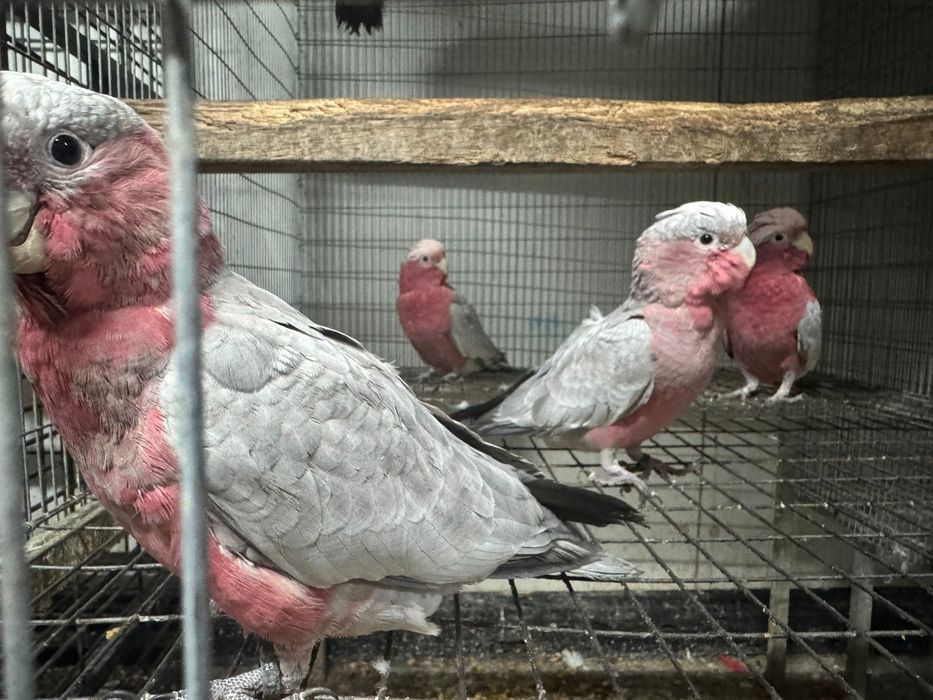 Cacatua gala macho