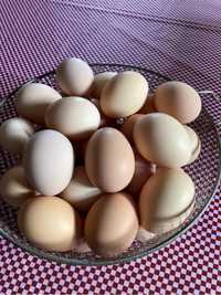 Ovos caseiros de produção exclusivamente doméstica