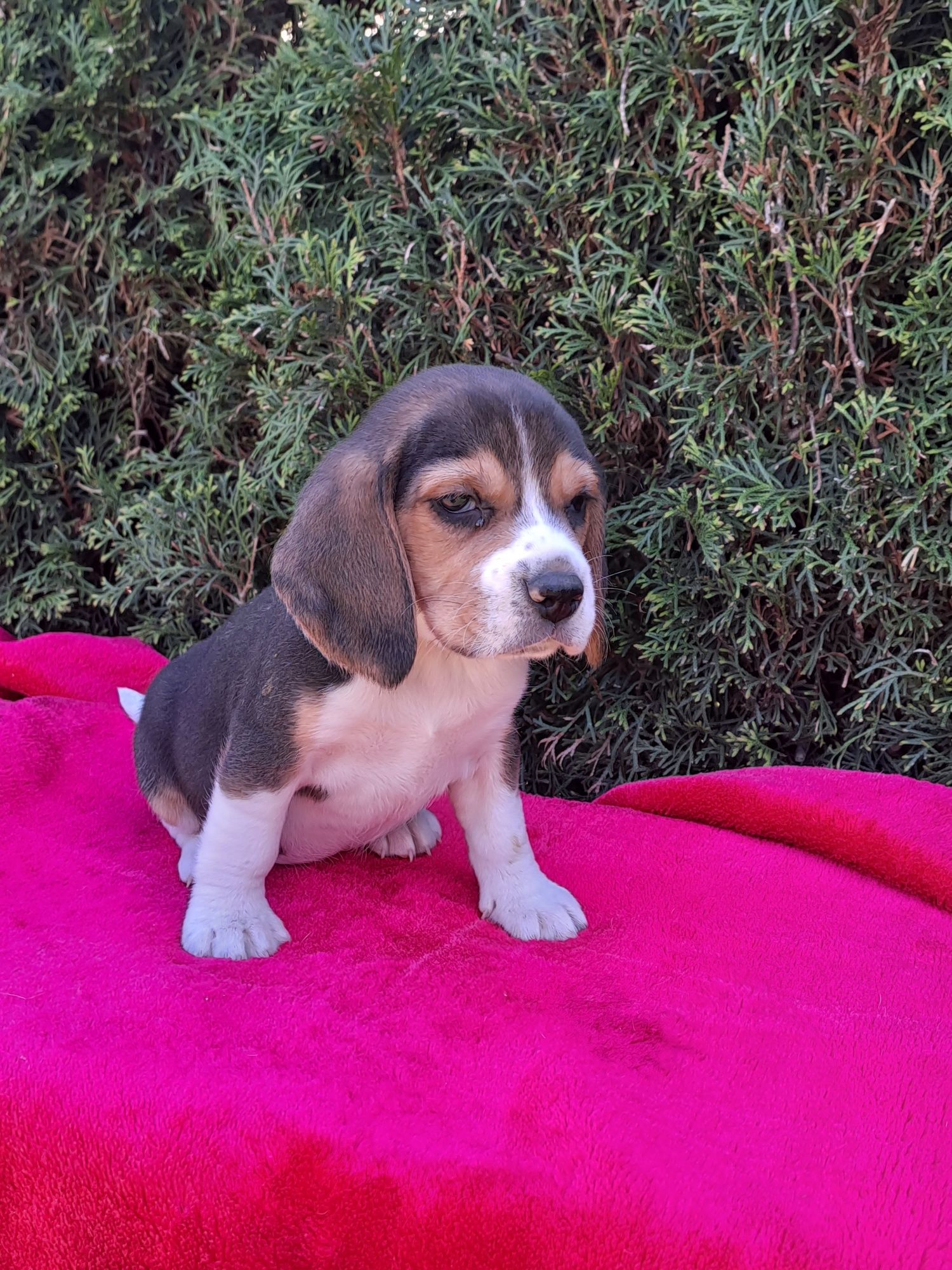 Szczeniak beagle.