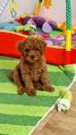 Pudel toy,  piesek, red-brown