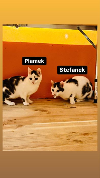 9-10 miesięczne kociaki szukają domów