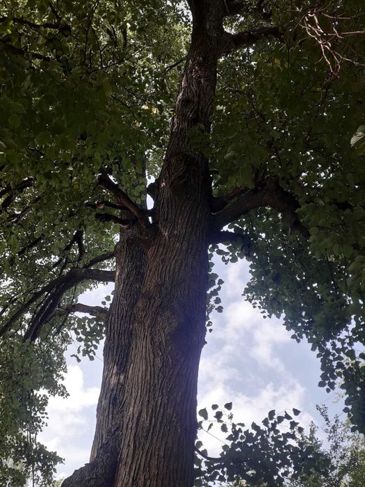 Видалення дерев Корчування пнів Благоустрій. Є послуги ЩЕПОРІЗА