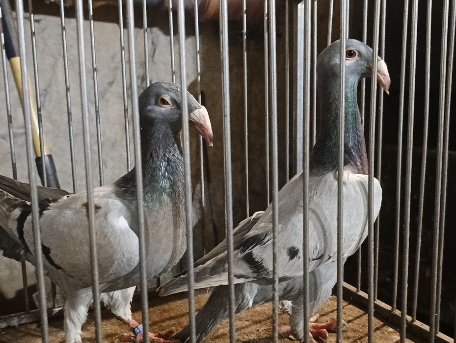 Gołębie rzeszowskie