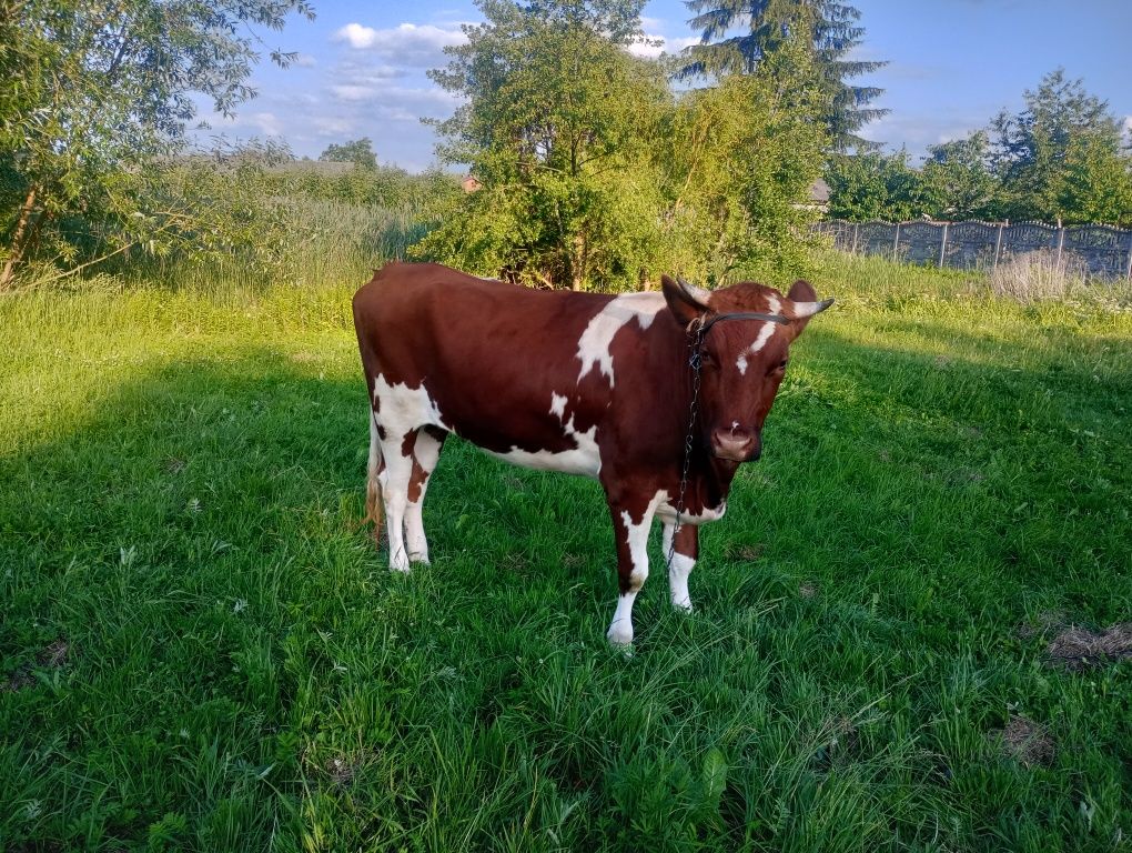 Sprzedam jałówkę