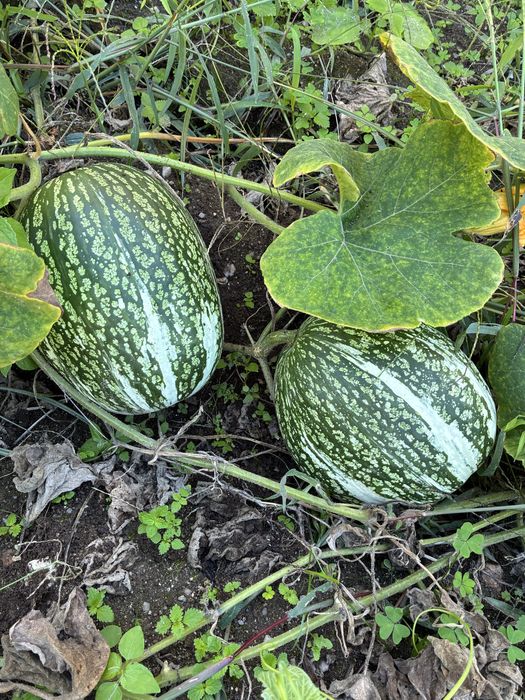 Chila/gila biológica