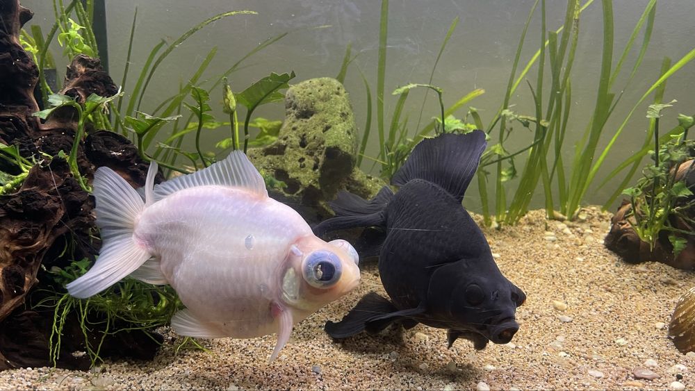 Peixes telescopios