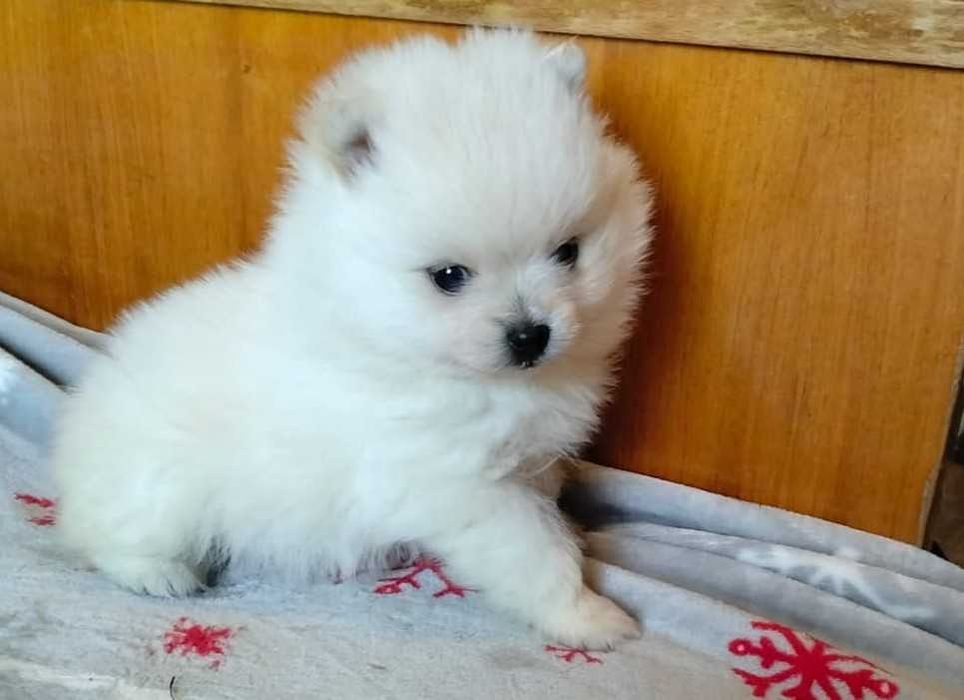 Sznaucer Miniaturowy Pomeranian Suczka