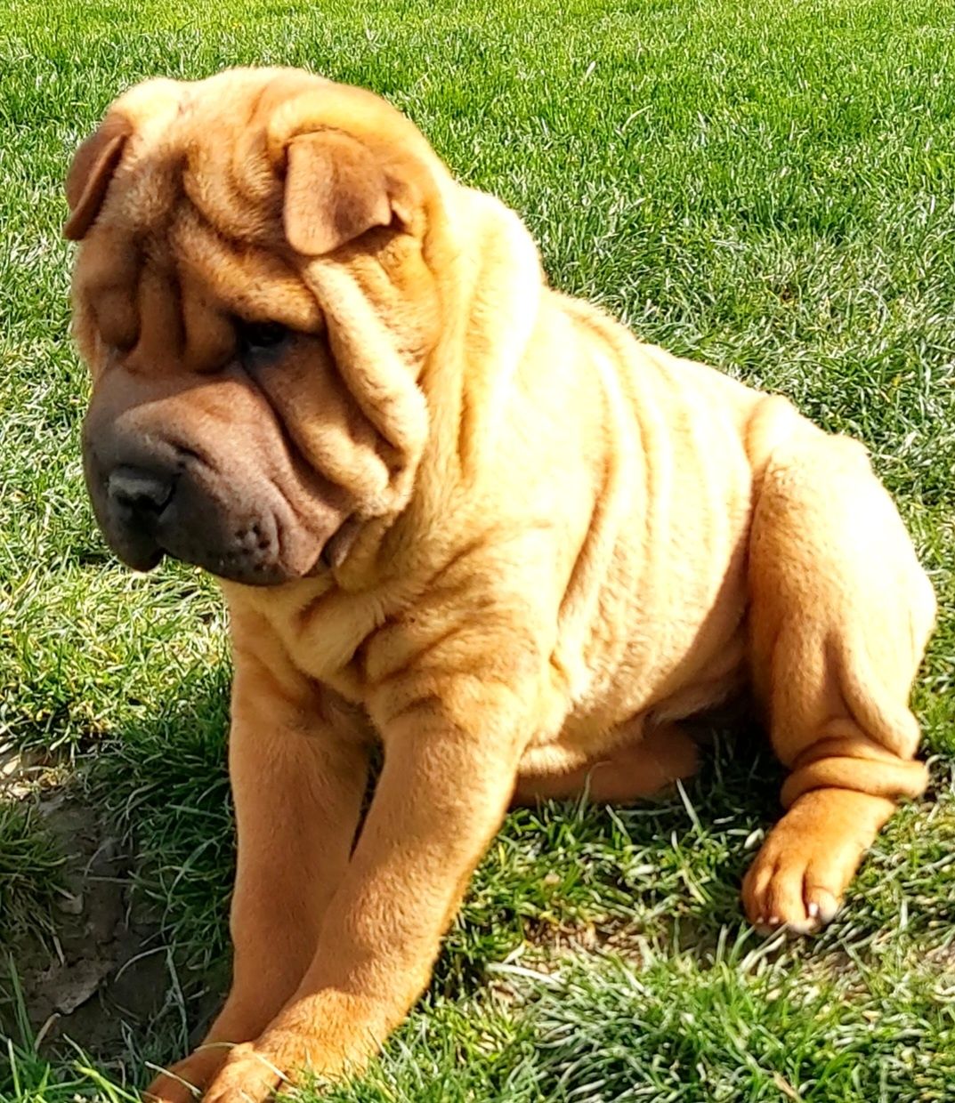 Shar Pei suczka z rodowodem ZKwP,Bella