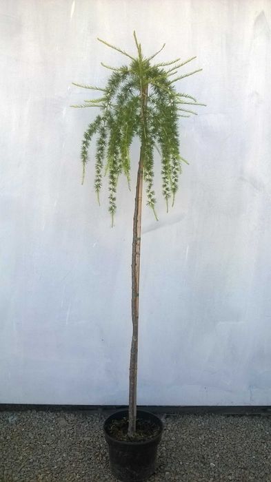 Modrzew płaczący PENDULA szczepiony NA PNIU wys. 150 cm