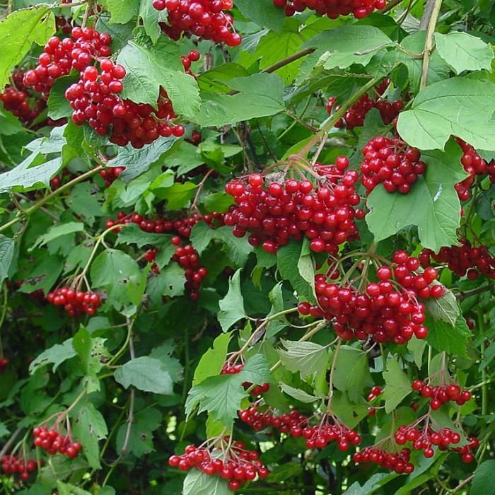 Продам отростки калины