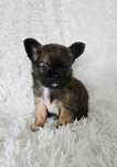 Mini Długowłosy Piesek Chihuahua
