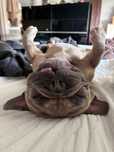 Buldog francuski