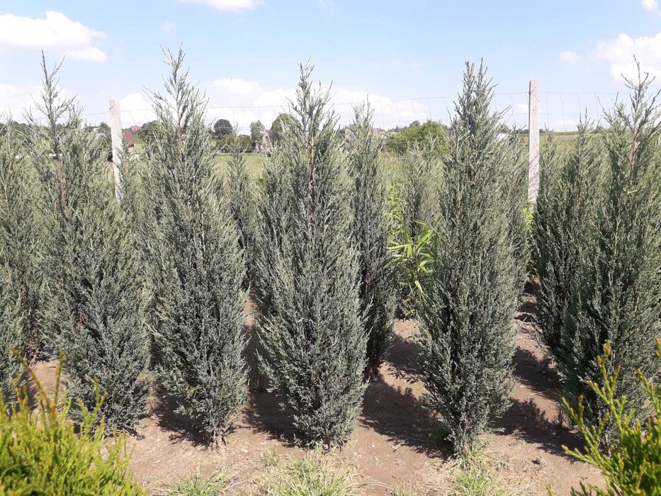 Jałowiec skalny 120,140,150,180 cm! Sadzimy! Nasz Dowóz! Blue Arrow!