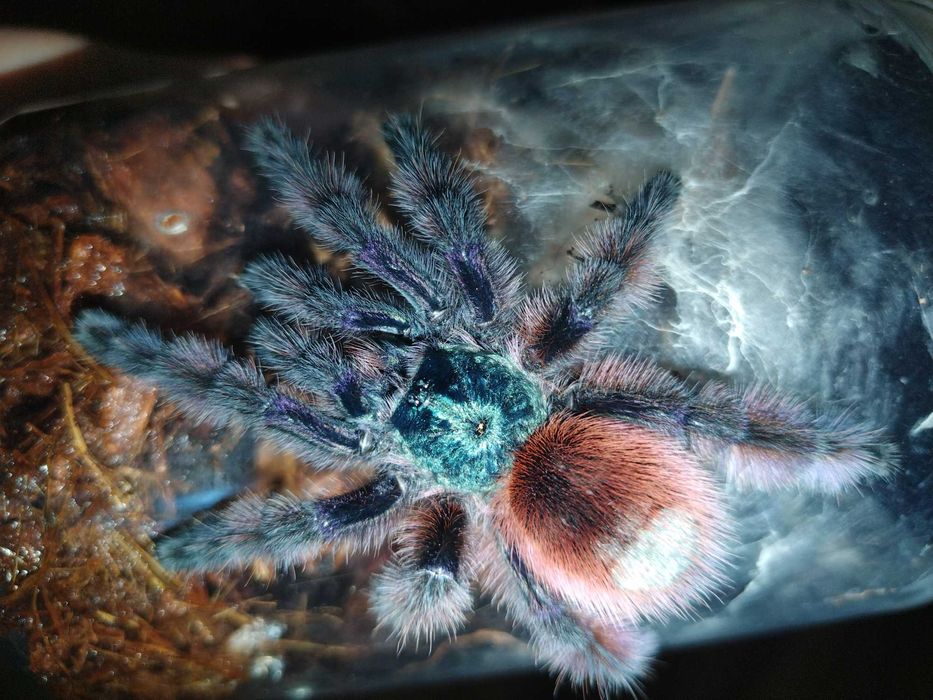 Caribena Versicolor L7 samiec