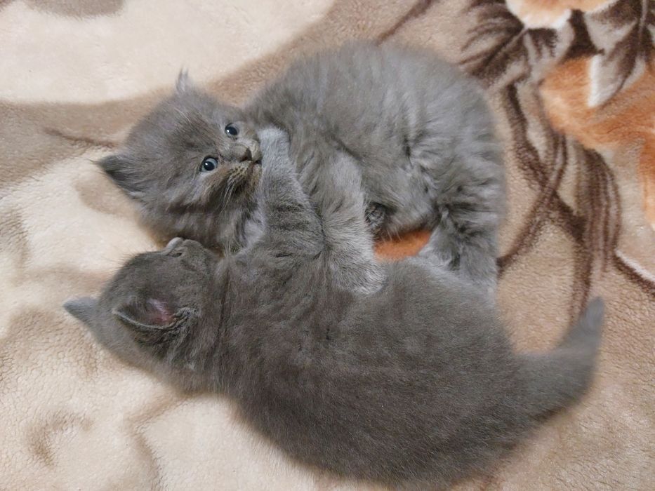 Кошенята висловухі, прямовухі