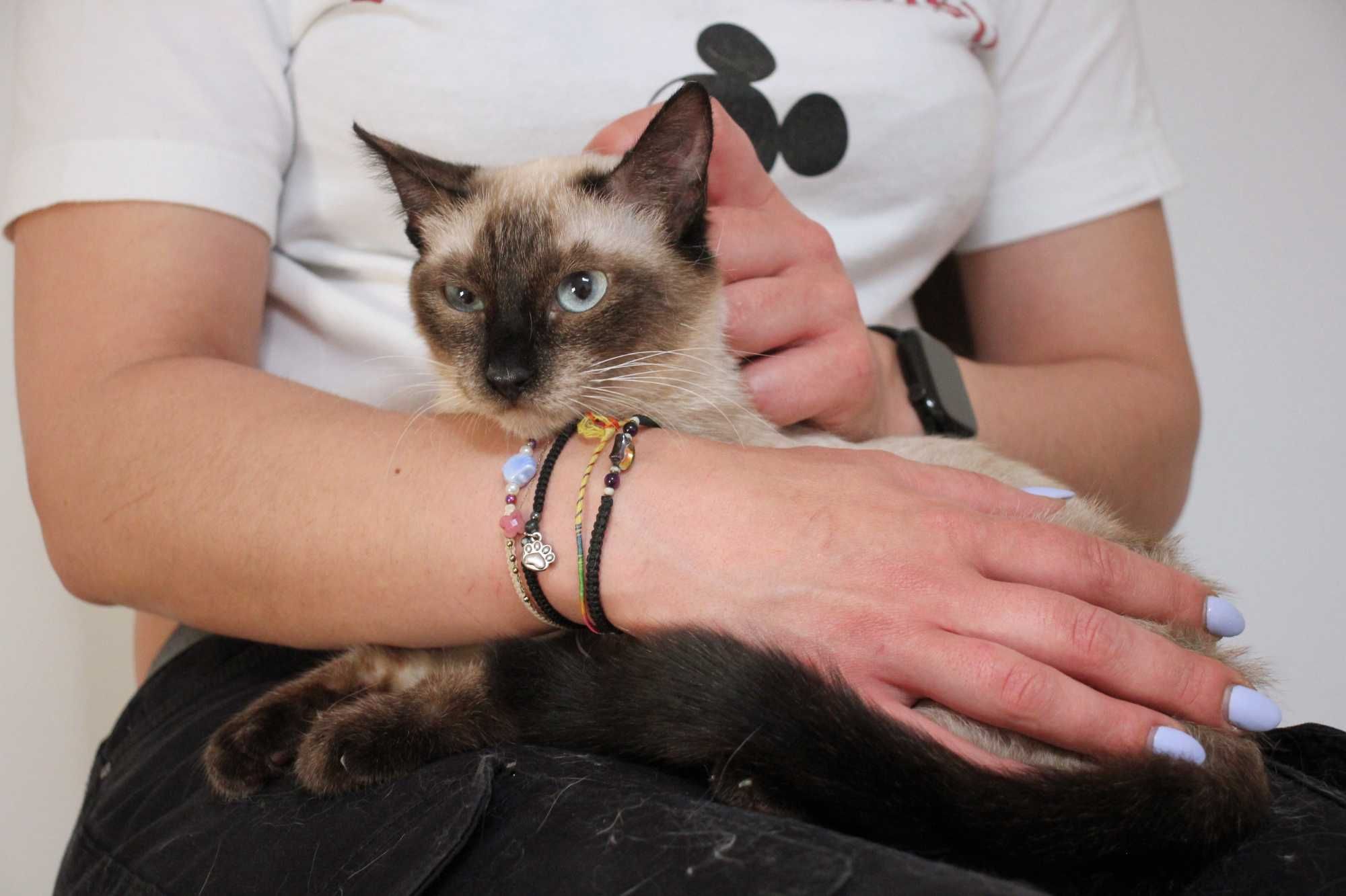 ESTERILIZADA | Gata juvenil, vacinada, FIV (-) e FELV (-) para adoção
