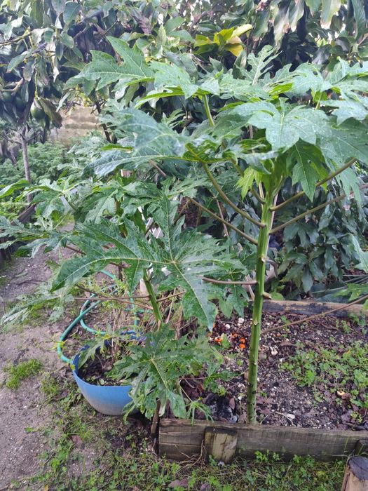 Papaias árvores disponives