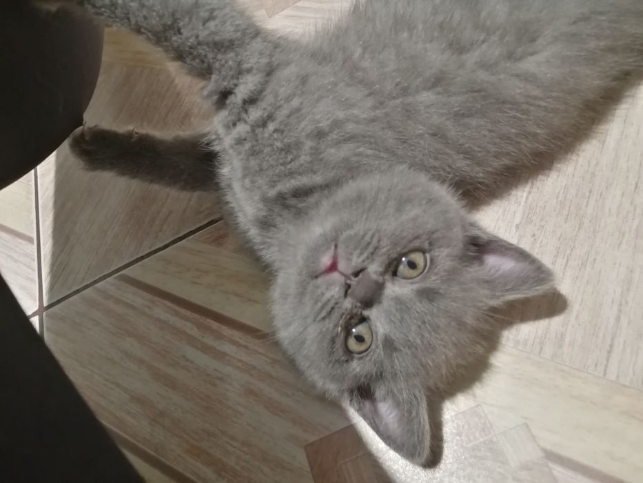 Kocurek brytyjski krótkowłosy