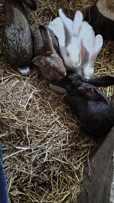 Króliki samce  z czerwca 2025