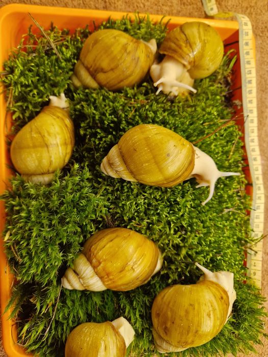 Подарунковий набір УляСет3 Ukrainian White Gold