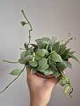 Hoya eskimo hoja