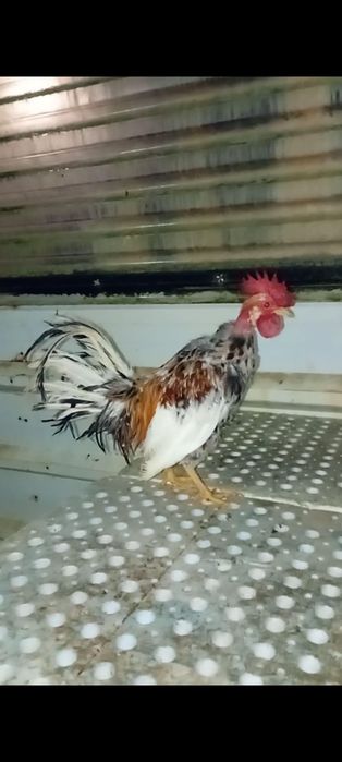 Galo mini garnizé careca