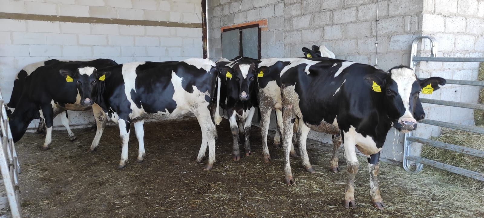 Dania.  Jałówki jałowice cielne wysokocielne hodowlane krowy HF HO