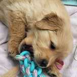 Golden retriever pies samiec 4 pokoleniowy rodowód badania