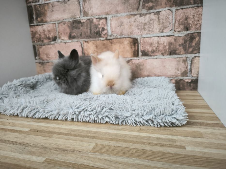 Króliczki rasy Karzełek Teddy mini króliki metryka