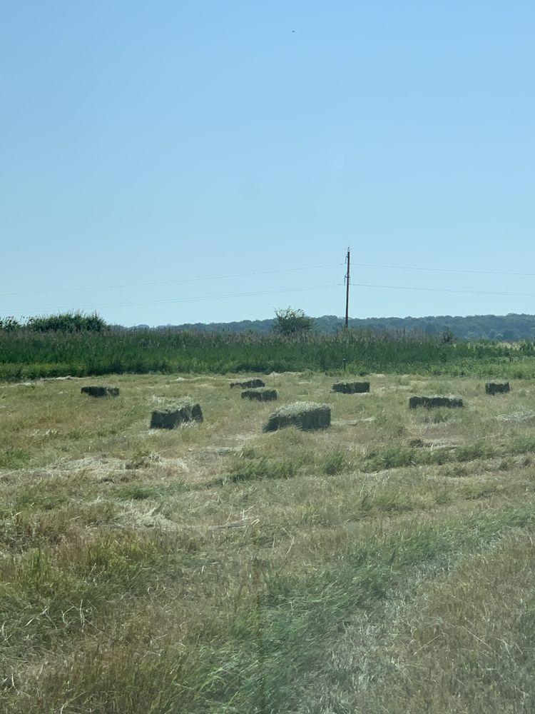 Сіно лугове Сено луговое